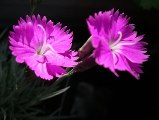 Fiore lilla