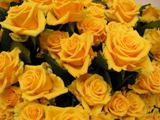 Rose gialle