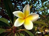 Fiore bianco e giallo