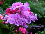 Mazzetto fiori