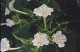 Fiori bianchi