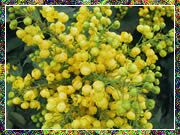Mimosa